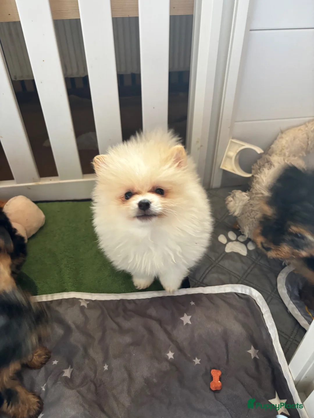 Keeshond honden te koop: 3 kleine keeshondjes zoeken houden mandje - Advertentie 8