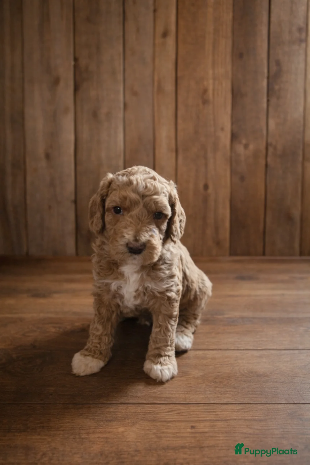 Labradoodle honden te koop: Lieve labradoodles  - Advertentie 12