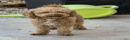 Poedel Toy honden te koop: Toypoedel pup - Advertentie 9