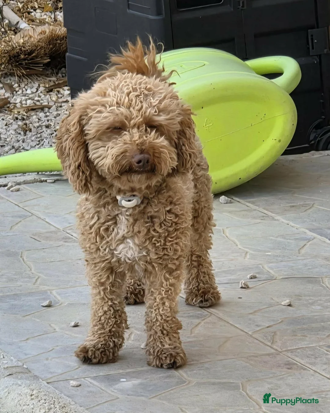 Poedel Toy honden te koop: Toypoedel pup - Advertentie 9
