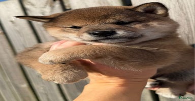 Shiba honden Shiba inu pups met stamboom van geteste ouders - Advertentie 8