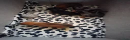 Jack Russel Terriër honden te koop: 5 leuke jack russel pups - Advertentie 16