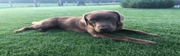 Labrador Retriever honden te koop: Labrador pups te koop in Terschuur - Advertentie 3