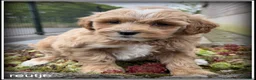 Maltipoo honden te koop: Maltipoo F1b pups - Advertentie 6