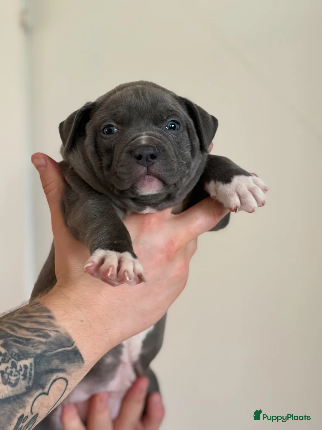 Amerikaanse Bully honden te koop: American Bully XL puppy’s  in Breda - Advertentie 10
