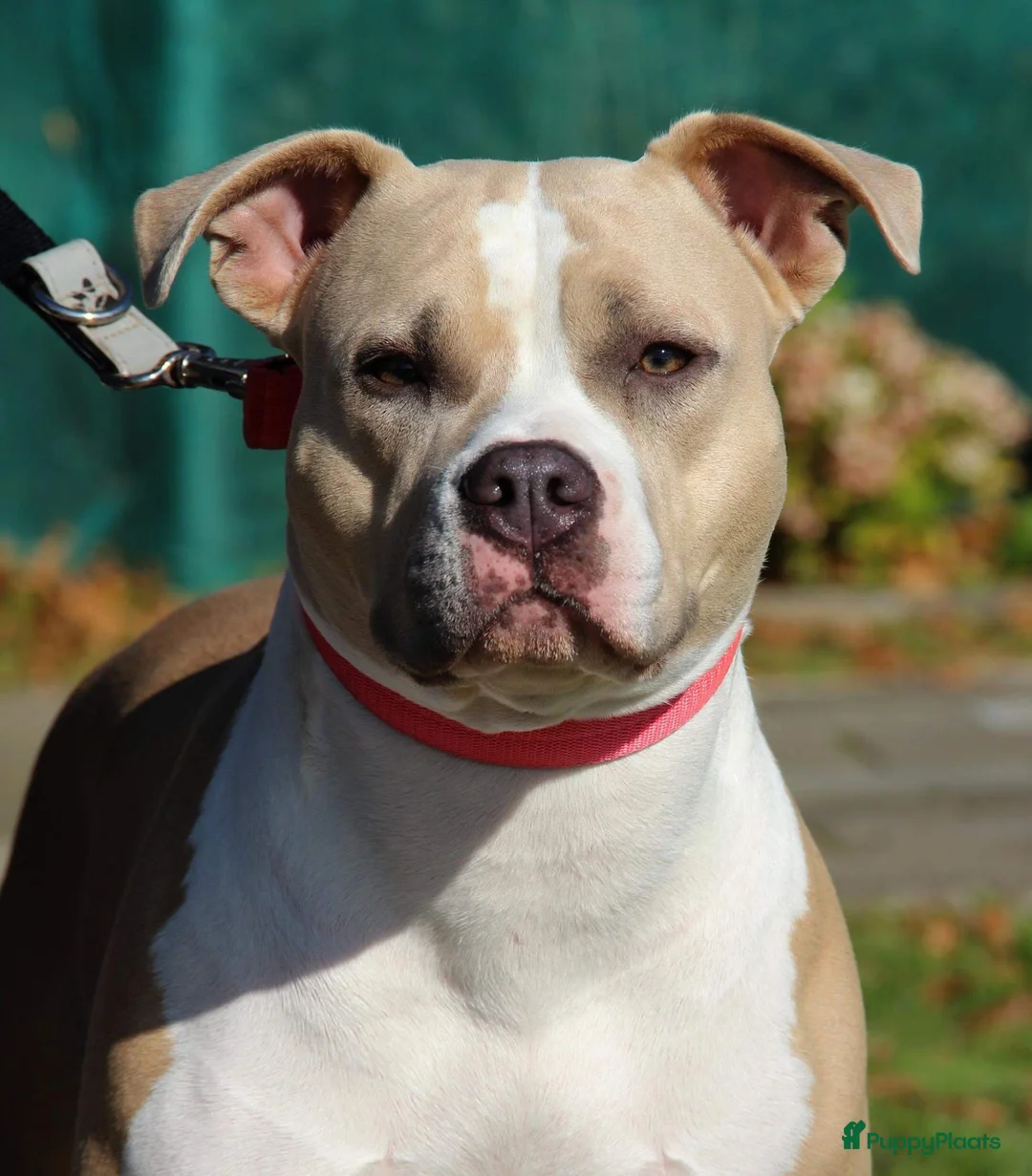 Galerij afbeelding {{count}}