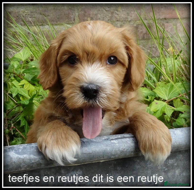 Maltipoo honden Maltipoo F1b pups - Advertentie 2