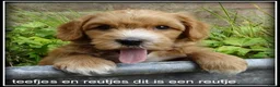 Maltipoo honden te koop: Maltipoo F1b pups - Advertentie 1