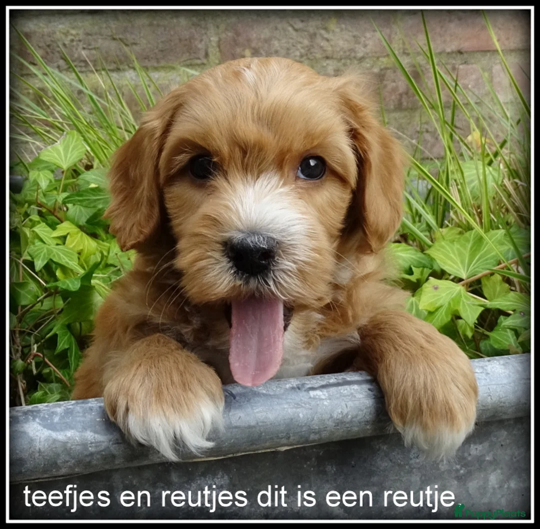 Maltipoo honden te koop: Maltipoo F1b pups - Advertentie 1