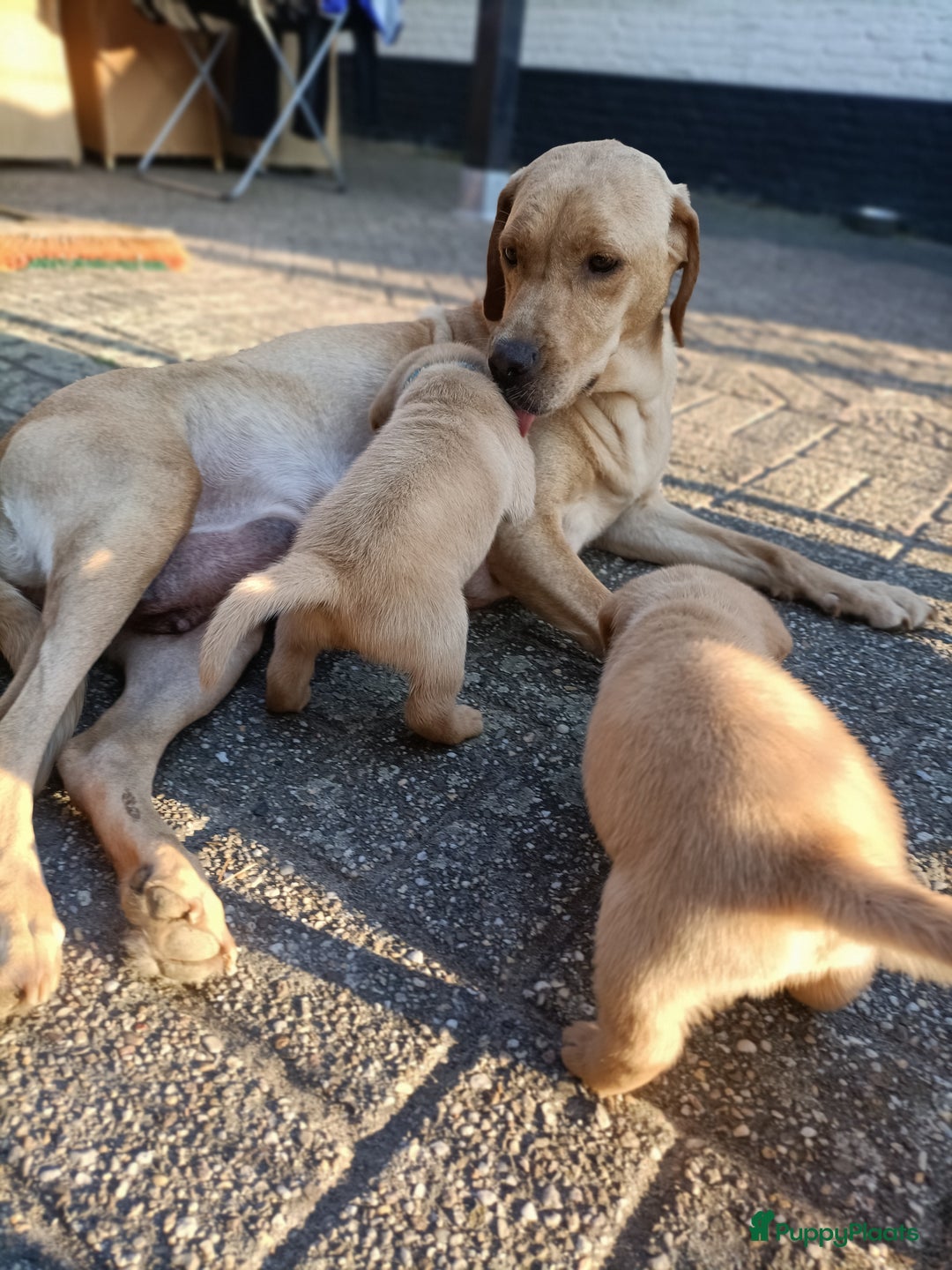 Labrador Retriever honden te koop: RED FOX/BLONDE LABRADORS  GELEGENHEIDS NESTJE ♥️ - Afbeelding 12