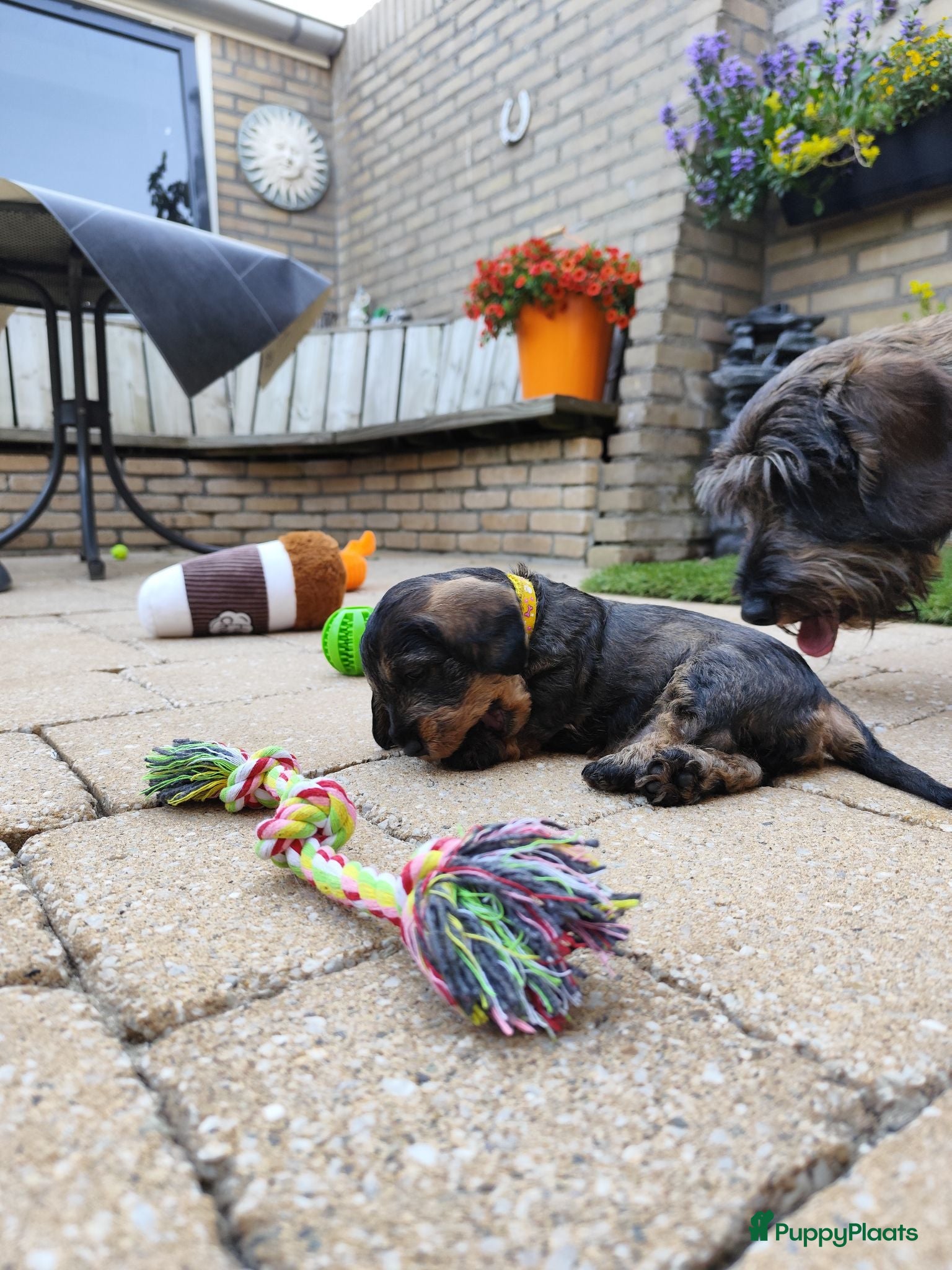 Ruwhaar Teckel honden Prachtige ruwharige standaard teckel pup - Advertentie 6