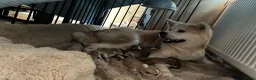 Akita honden te koop: Japanse Akita - Advertentie 18