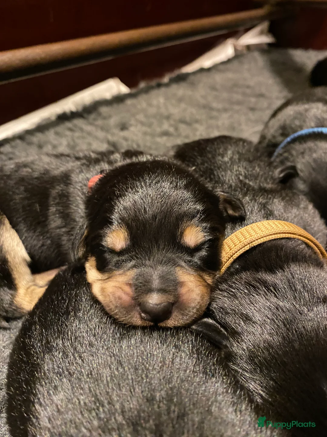 Australian Kelpie honden te koop: Working kelpie nog 1 reutje beschikbaar - Advertentie 9