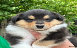 Schotse Herdershond langhaar honden te koop: Schotse Collie Pups Tricolor en Blue Merle - Afbeelding 12