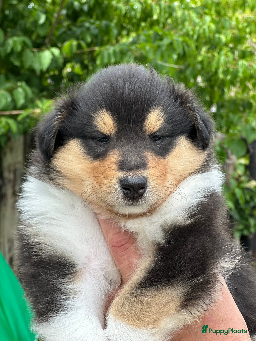 Schotse Herdershond langhaar honden te koop: Schotse Collie Pups Tricolor en Blue Merle - Afbeelding 12