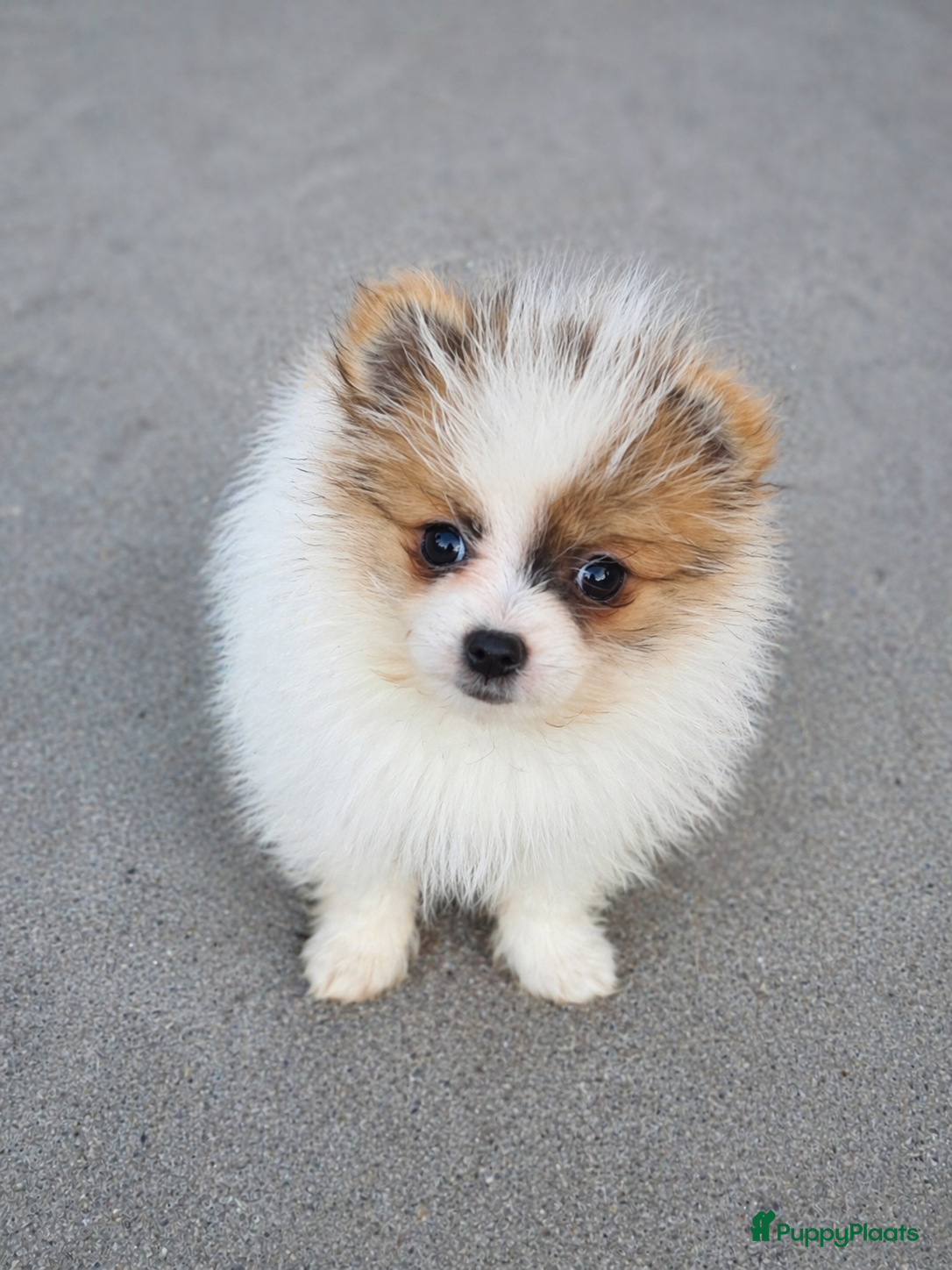 Pomeriaan honden Geweldig Pomernian mannetje ❤️ - Advertentie 1