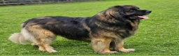 Kruising honden te koop: Prachtige Newfoundlander pups - Advertentie 6