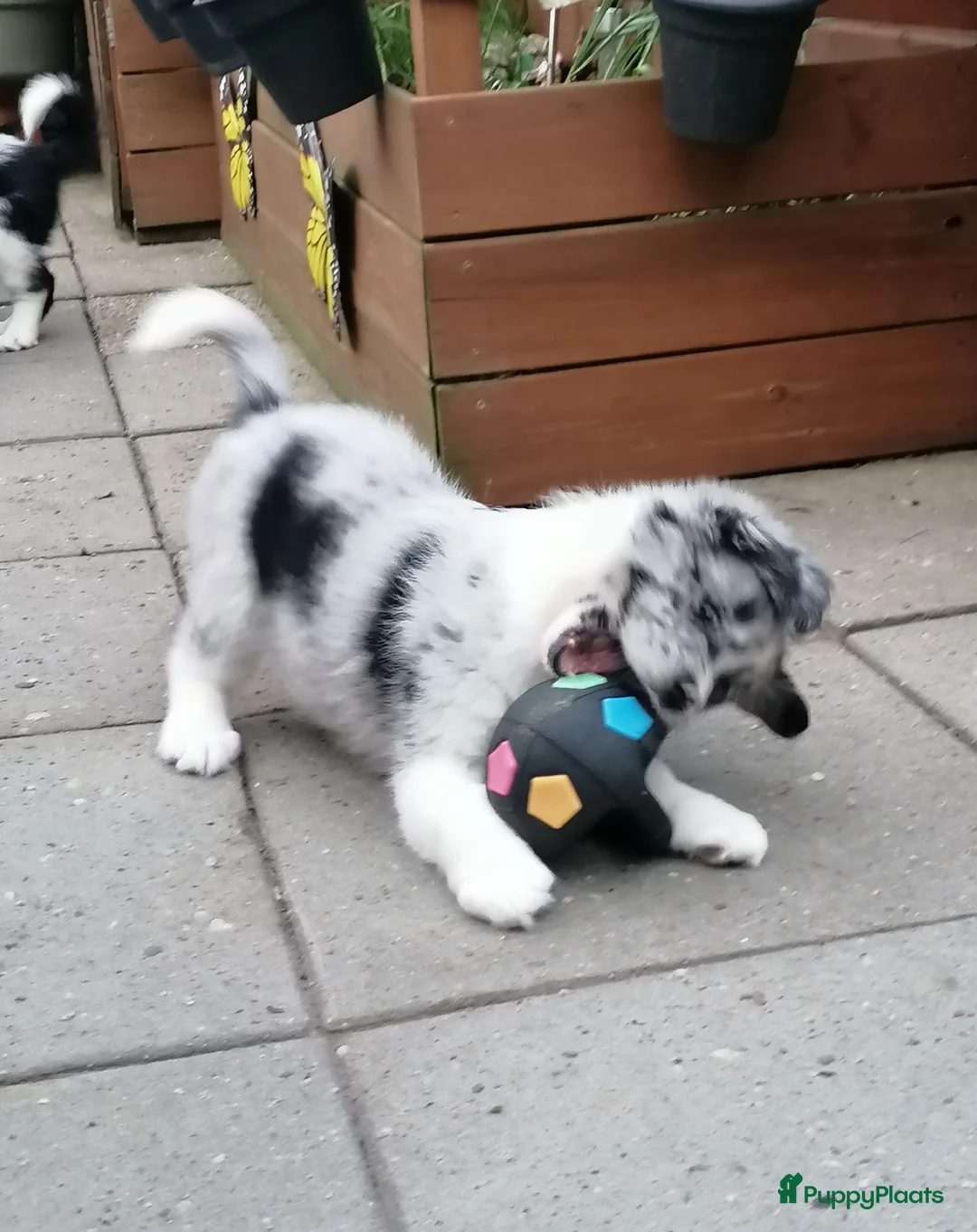 Kruising honden te koop: Mooie knapper te koop - Advertentie 15