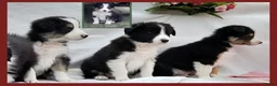 Border Collie honden te koop: Prachtige raszuivere Border Collie pups - Advertentie 8