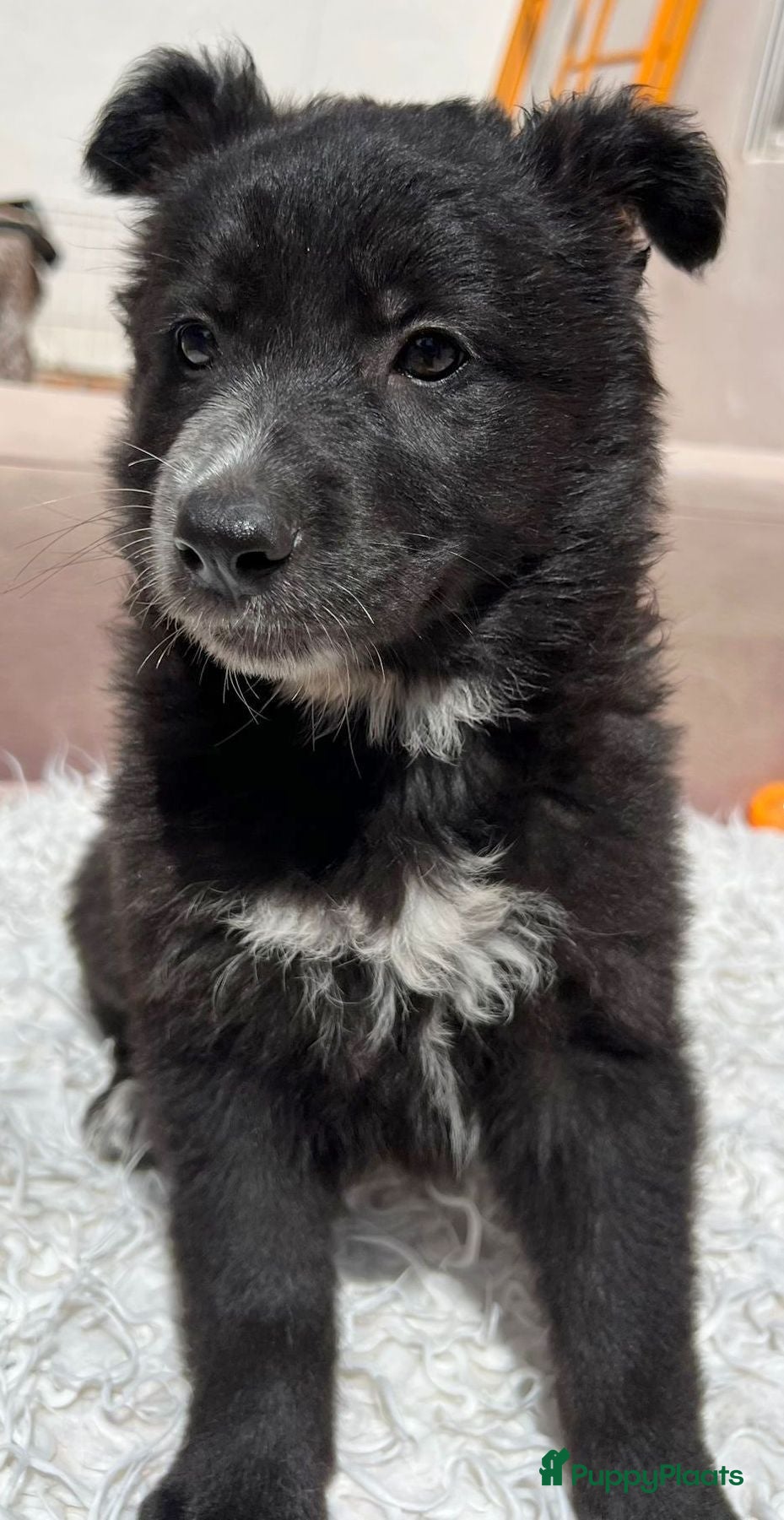 Kruising honden Ziny waar mag haar mandje komen te staan  - Advertentie 2