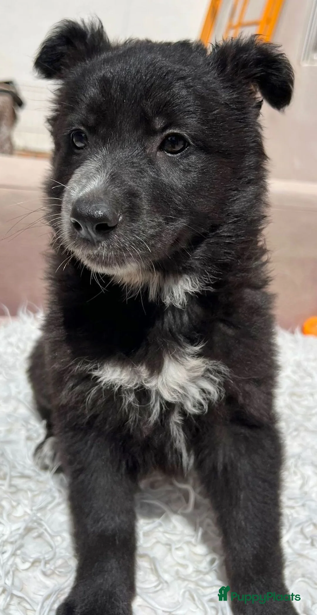 Kruising honden ter adoptie: Ziny waar mag haar mandje komen te staan  - Advertentie 1