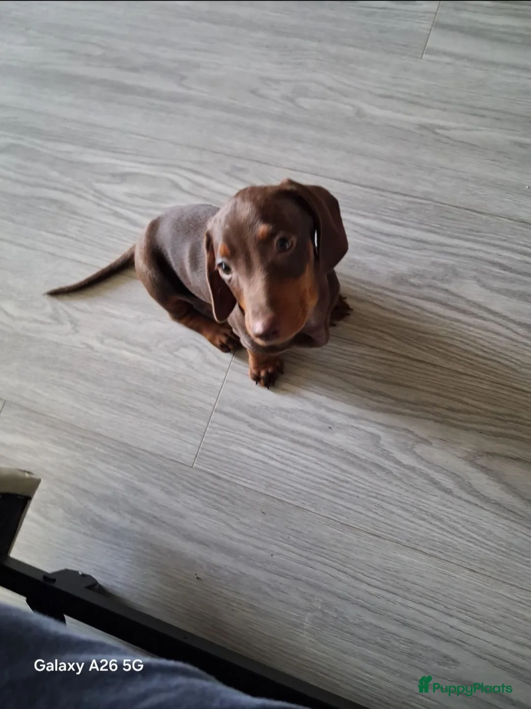 Teckel (korthaar)  honden te koop: Teckel  in Tilburg - Advertentie 7