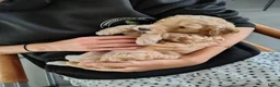 Cockapoo honden te koop: Cockapoo F1b huiselijke kring geteste ouders - Advertentie 8