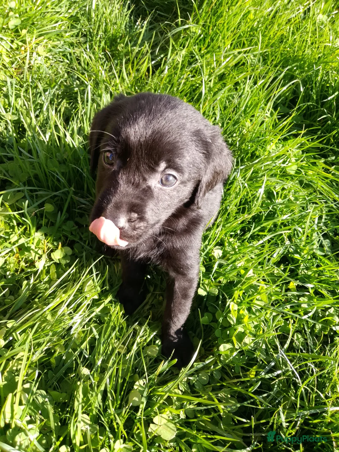 Goldador honden te koop: Hele lieve gezonde goldador pups tka  - Advertentie 2