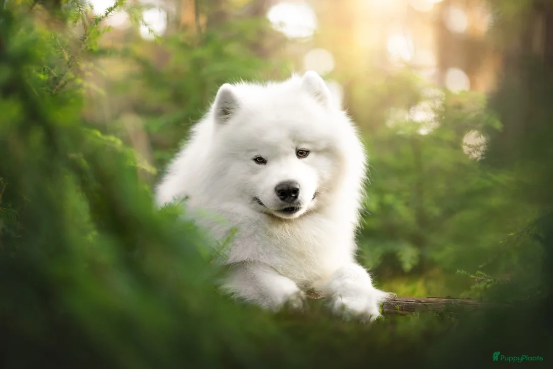 Samojeed honden te koop: Wij verwelkomen rond 8 februari een nestje  - Advertentie 6