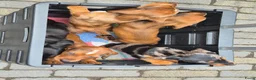 Teckel (korthaar)  honden te koop: Dwerg teckel pups - Advertentie 15