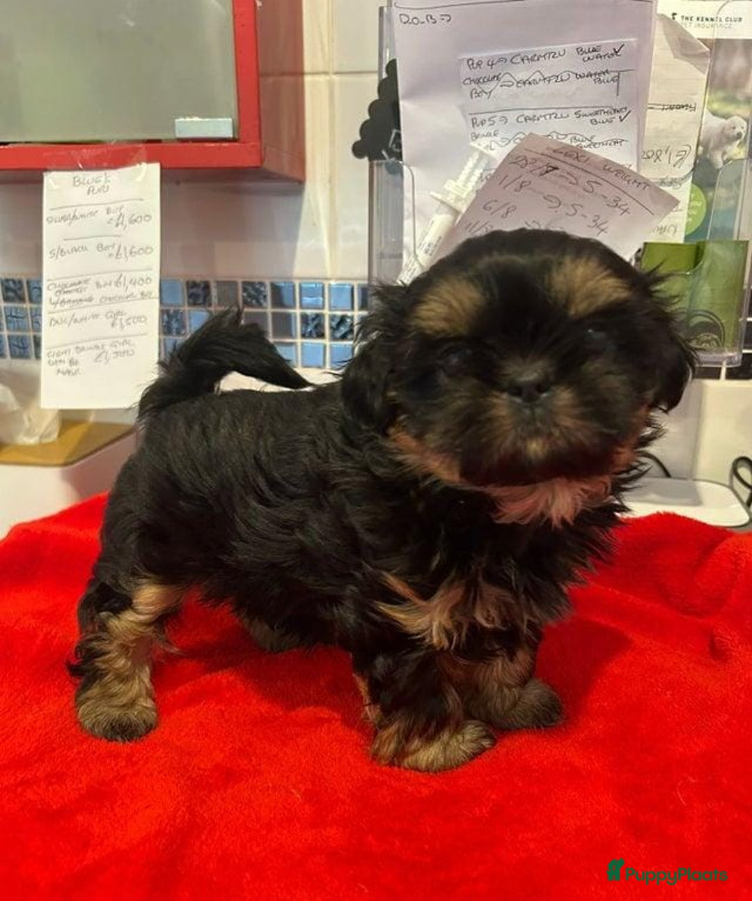 Shih Tzu honden te koop: Imperial Shih Tzu puppy's  - Advertentie 17