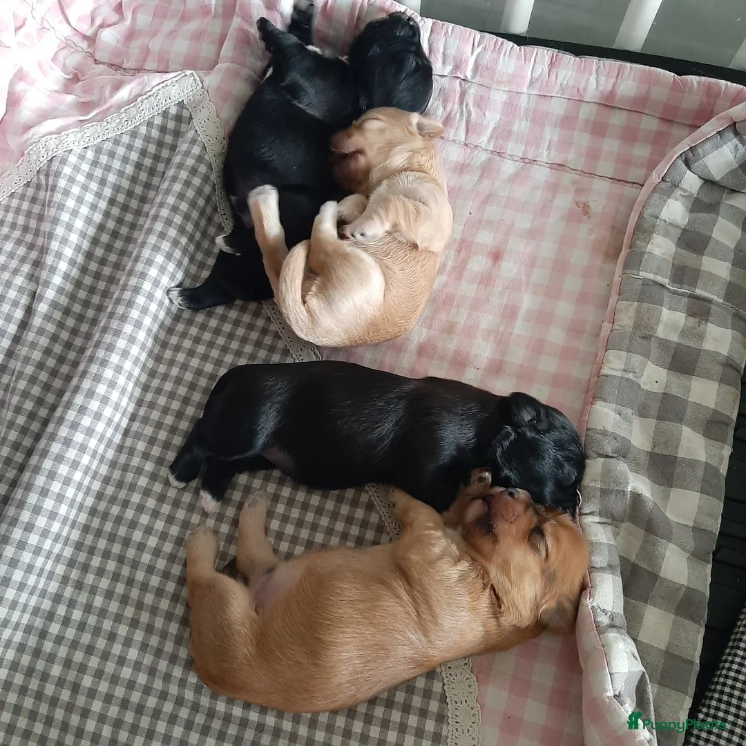 Havanezer honden te koop: Super mooie gezonde Havanezerpups met fci stamboom - Advertentie 11