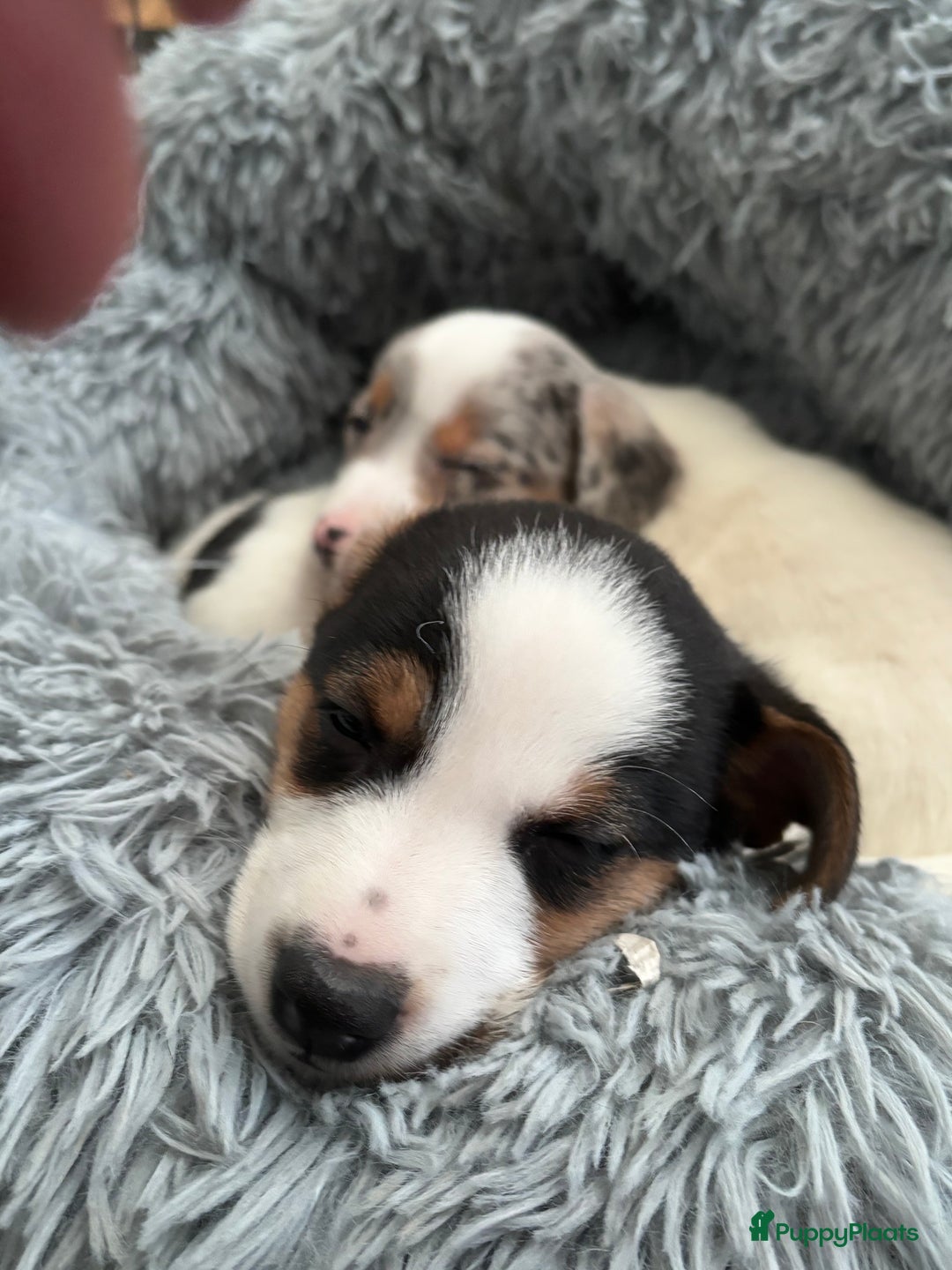 Jack Russel Terriër honden te koop: Jack Russell pups  - Advertentie 6