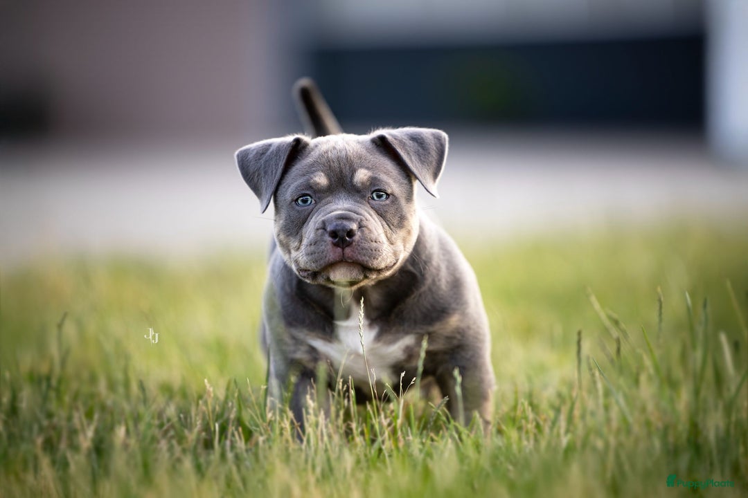 Amerikaanse Bully honden te koop: American bully pocket - Afbeelding 2