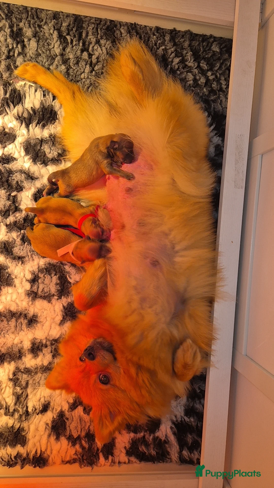 Pomeriaan honden te koop: nog 2 hele schattige teefjes🥰 - Advertentie 2