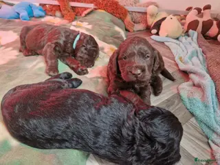 Labradoodle honden Labradoodle pups - Advertentie 4