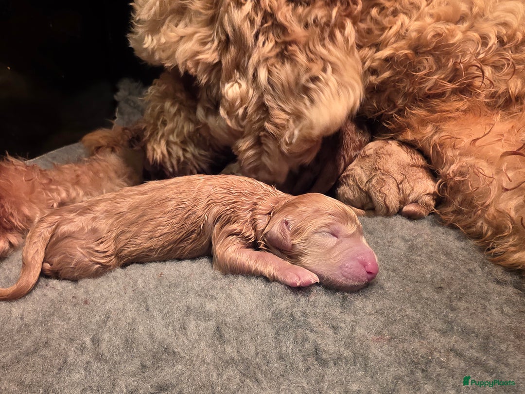 Kruising honden te koop: Goldendoodle reutjes mogen verhuizen - Advertentie 18