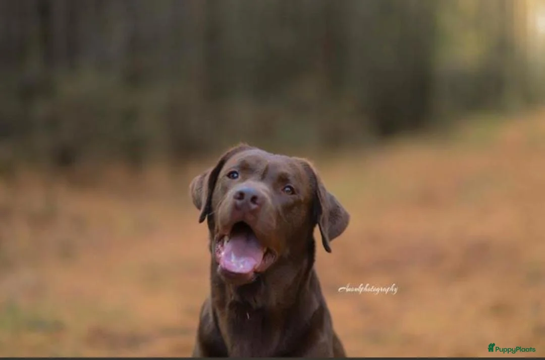 Labrador Retriever honden te koop: Prachtige chocoladebruine Labrador pups - Advertentie 22