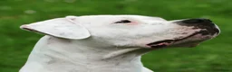 Dogo Argentino honden te koop: Dogo Argentino pups VDH/FCI-familiefokkerij - Advertentie 2