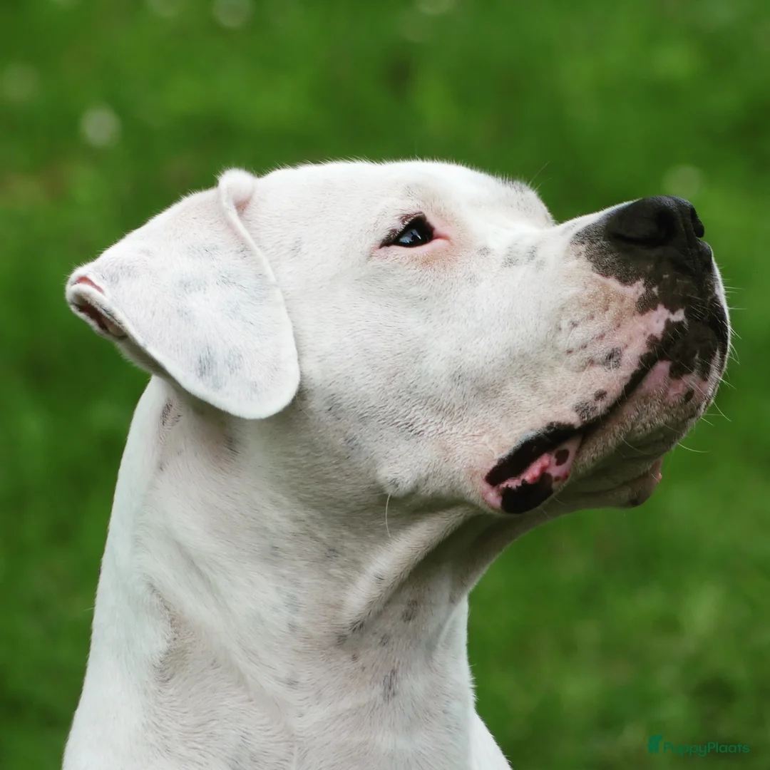 Dogo Argentino honden te koop: Dogo Argentino pups VDH/FCI-familiefokkerij - Advertentie 2