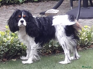 Cavalier King Charles Spaniel honden cavalierkingcharles spaniel dekreu messi in Mierlo - Advertentie 2