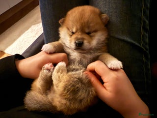 Shiba honden Shiba pups geboren uit geteste ouders - Advertentie 1