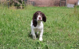 Engelse Springer Spaniel honden te koop: Lieve Engelse springer spaniel puppy's in Gameren - Afbeelding 12
