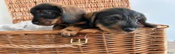 Ruwhaar Teckel honden te koop: Prachtige ruwhaar teckelpups kaninchen/dwerg - Advertentie 3