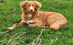 Nova Scotia Duck Tolling Retriever honden ter dekking: Nova scotia duck tolling retriever reu ter dekking in Heerewaarden - Afbeelding 2