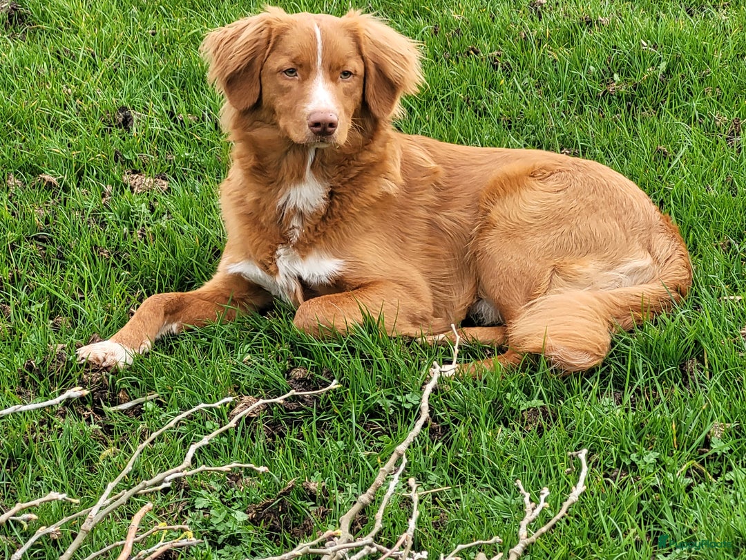 Nova Scotia Duck Tolling Retriever honden ter dekking: Nova scotia duck tolling retriever reu ter dekking in Heerewaarden - Afbeelding 2