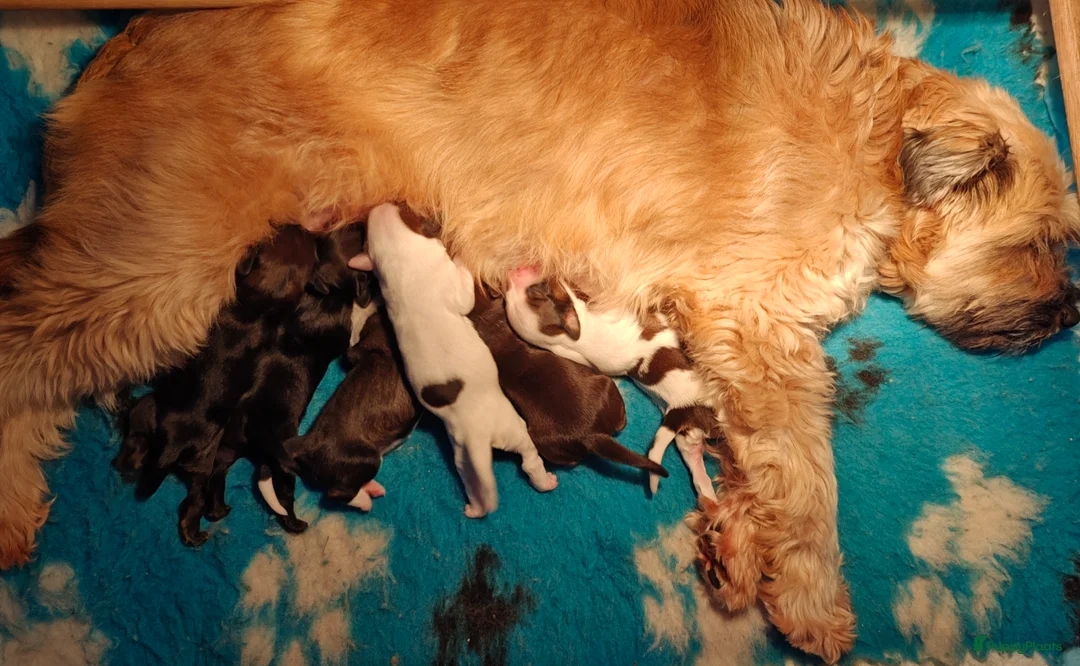 Tibetaanse Terriër honden te koop: 1 Tibetaanse Terriër pup beschikbaar  - Advertentie 7