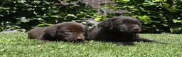 Labrador Retriever honden te koop: Chocolade bruine labrador pups met stamboom ! - Advertentie 13