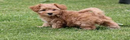 Maltipoo honden te koop: Lieve Maltipoo teefje zoekt haar gouden mandje - Advertentie 13