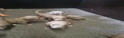 Labradoodle honden te koop: Labradoodle pups  - Advertentie 5